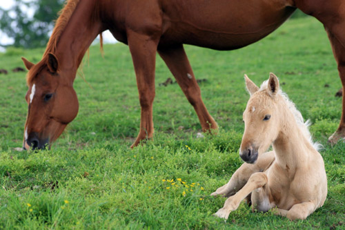 Kids Collection: Ungezähmte Herzen+Der Kleine Hengst