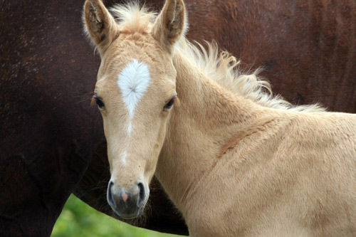Kids Collection: Ungezähmte Herzen+Der Kleine Hengst