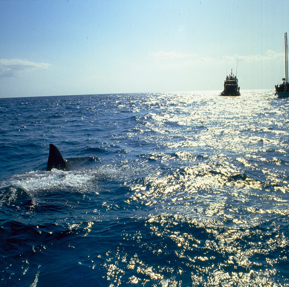 Der weisse Hai 4 - Die Abrechnung