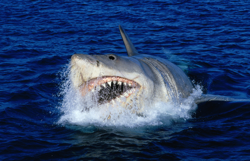 Der weisse Hai 4 - Die Abrechnung