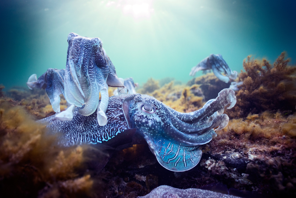Unser Blauer Planet II - Die komplette Serie