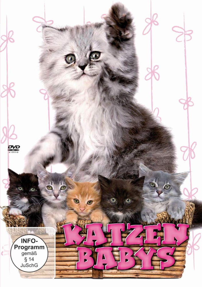 Katzenbabys