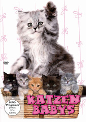katzenbabys